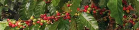 Kaffeepflanze in Nicaragua
